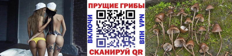 Псилоцибиновые грибы прущие грибы  мега вход  Стерлитамак 